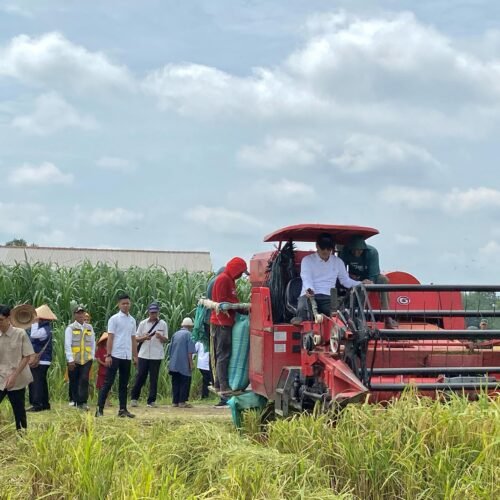 Bupati Tubaba Menghadiri Kegiatan Panen Raya Padi di Tiyuh Gading Kencana