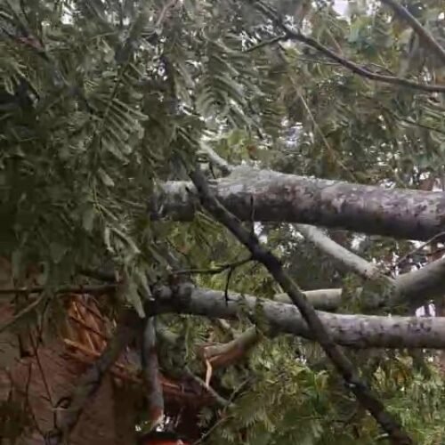 Pohon Tumbang Menimpah Rumah Warga di Way Harong Akibat Angin dan Hujan Besar