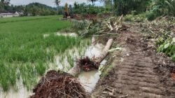 Proyek Normalisasi Sungai di Desa Mada Jaya Diduga Rusak Sawah dan Pohon Produktif, Warga Mengadu ke LSM PENJARA Indonesia