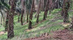 KETUA DPD JWI SUKABUMI RAYA TUNTUT AUDIT TOTAL PTPN: “9.000 HEKTAR HGU MATI, NEGARA DIRAMPOK, RAKYAT DIZALIMI “