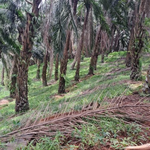 KETUA DPD JWI SUKABUMI RAYA TUNTUT AUDIT TOTAL PTPN: “9.000 HEKTAR HGU MATI, NEGARA DIRAMPOK, RAKYAT DIZALIMI “