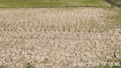 Hektaran Sawah di Kabupaten Pringsewu Terancam Gagal Panen Akibat Kekeringan, LSM Penjara Indonesia DPD Lampung Desak Pemda Bertindak Cepat