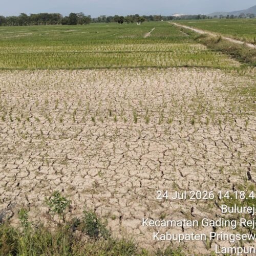 Hektaran Sawah di Kabupaten Pringsewu Terancam Gagal Panen Akibat Kekeringan, LSM Penjara Indonesia DPD Lampung Desak Pemda Bertindak Cepat