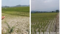 LSM Penjara Indonesia DPD Lampung Kritik Keras Bupati Pesawaran dan Bupati Pringsewu, Sawah Mengering Ratusan Hektare Diduga Kurang Mendapat Perhatian