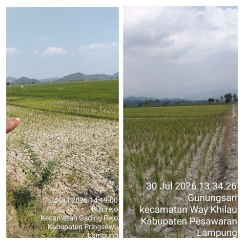 LSM Penjara Indonesia DPD Lampung Kritik Keras Bupati Pesawaran dan Bupati Pringsewu, Sawah Mengering Ratusan Hektare Diduga Kurang Mendapat Perhatian