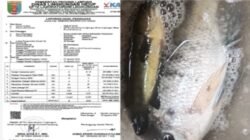 Lsm Penjara Indonesia Dpd Lampung Akan Lakukan Uji Leb Air Sungai Way Ratai Uji Tanding Hasil Yang Diduga Tercemari Sehingga Menimbulkan Kematian Ikan 