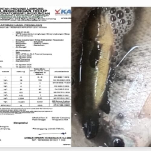 Lsm Penjara Indonesia Dpd Lampung Akan Lakukan Uji Leb Air Sungai Way Ratai Uji Tanding Hasil Yang Diduga Tercemari Sehingga Menimbulkan Kematian Ikan 