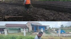 Perkuat Ketahanan Pangan, Rutan Humbang Hasundutan Olah Lahan untuk Budidaya Sawi Putih