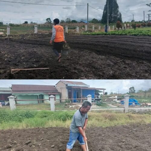 Perkuat Ketahanan Pangan, Rutan Humbang Hasundutan Olah Lahan untuk Budidaya Sawi Putih