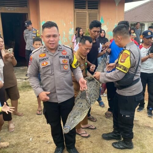 Polisi Bersama Damkar Evakuasi Buaya yang Diamankan Warga di Kotabumi Ilir