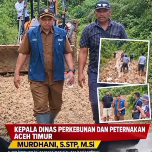 Aceh Timur Garang – Kadis Perkebunan dan Peternakan Murdhani Turun Langsung Perbaiki Jalan Rusak di Tualang Birem Bayeun