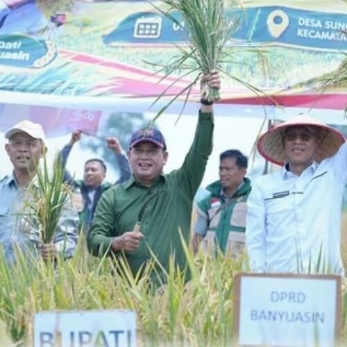 Musim Kemarau, Petani Rambutan Tetap Mampu Panen hingga 10 Ton kabupaten banyuasin