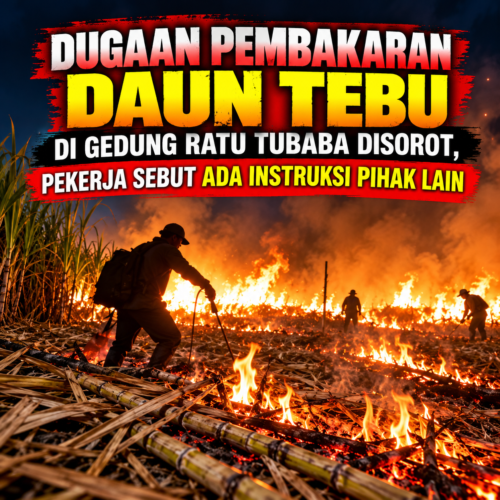 Dugaan Pembakaran Kebun Tebu Pascapanen Terungkap, Nama Oknum Mitra dan Karyawan GMP Disebut